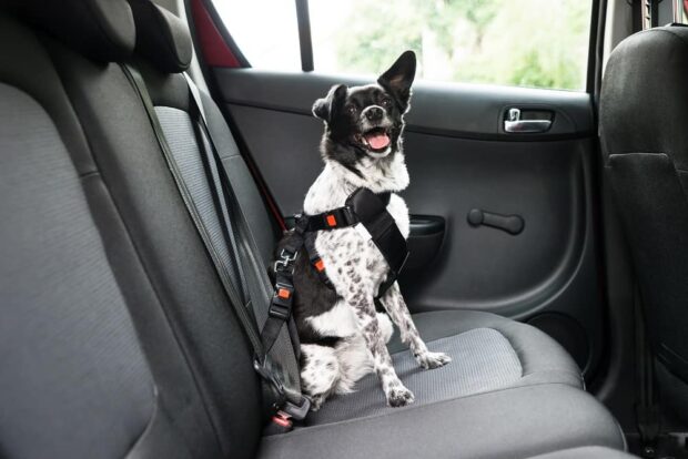 5 Tips for Traveling With Pets